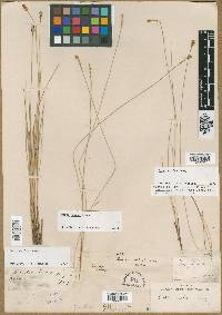 Carex exilis image