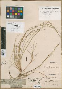 Carex floridana image