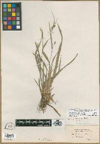 Carex haleana image