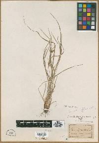 Carex bulbostylis image