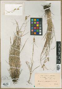 Carex viridula subsp. brachyrhyncha image