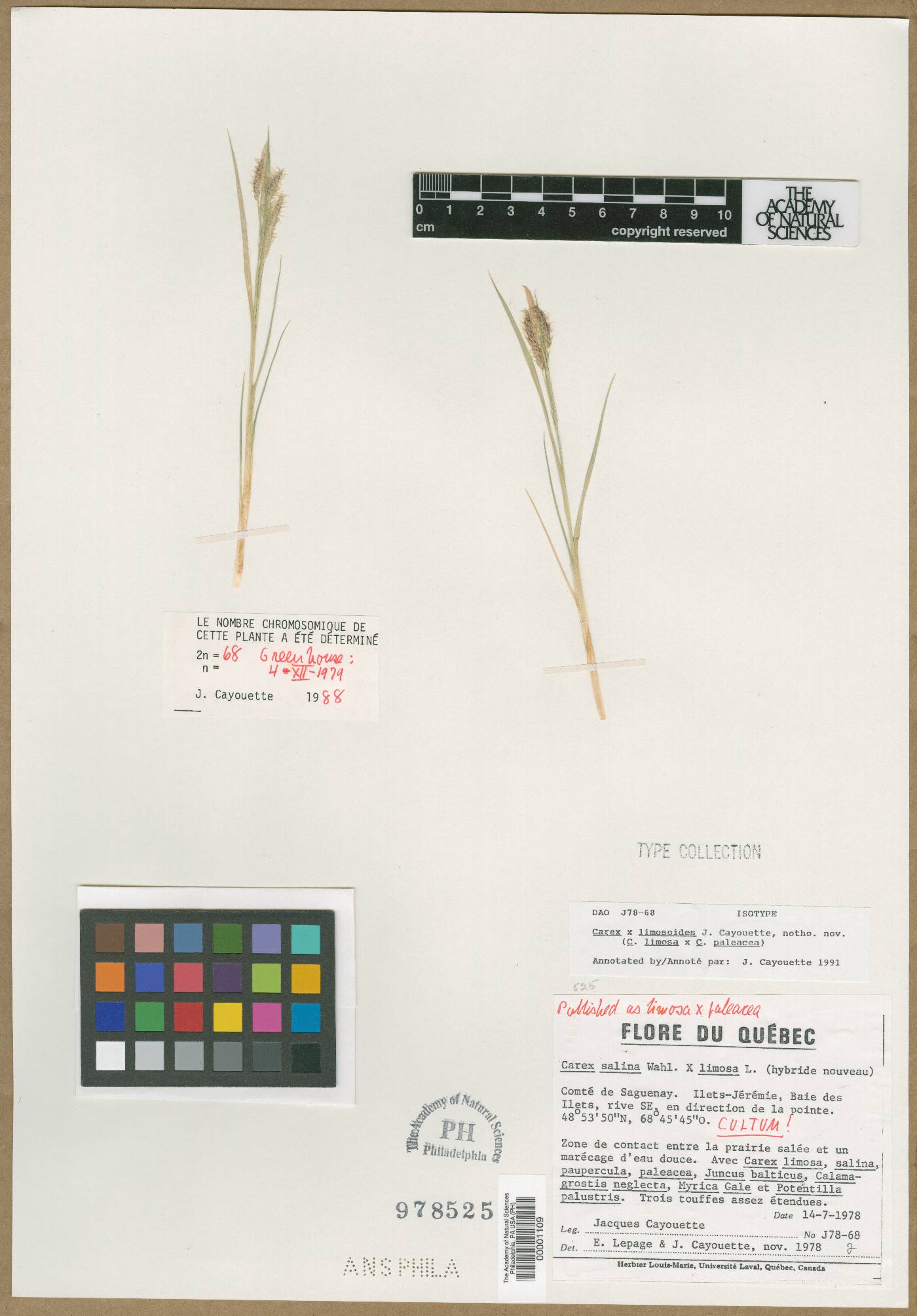 Carex limosoides image