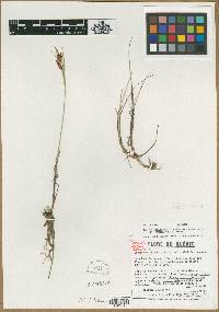 Carex limosoides image