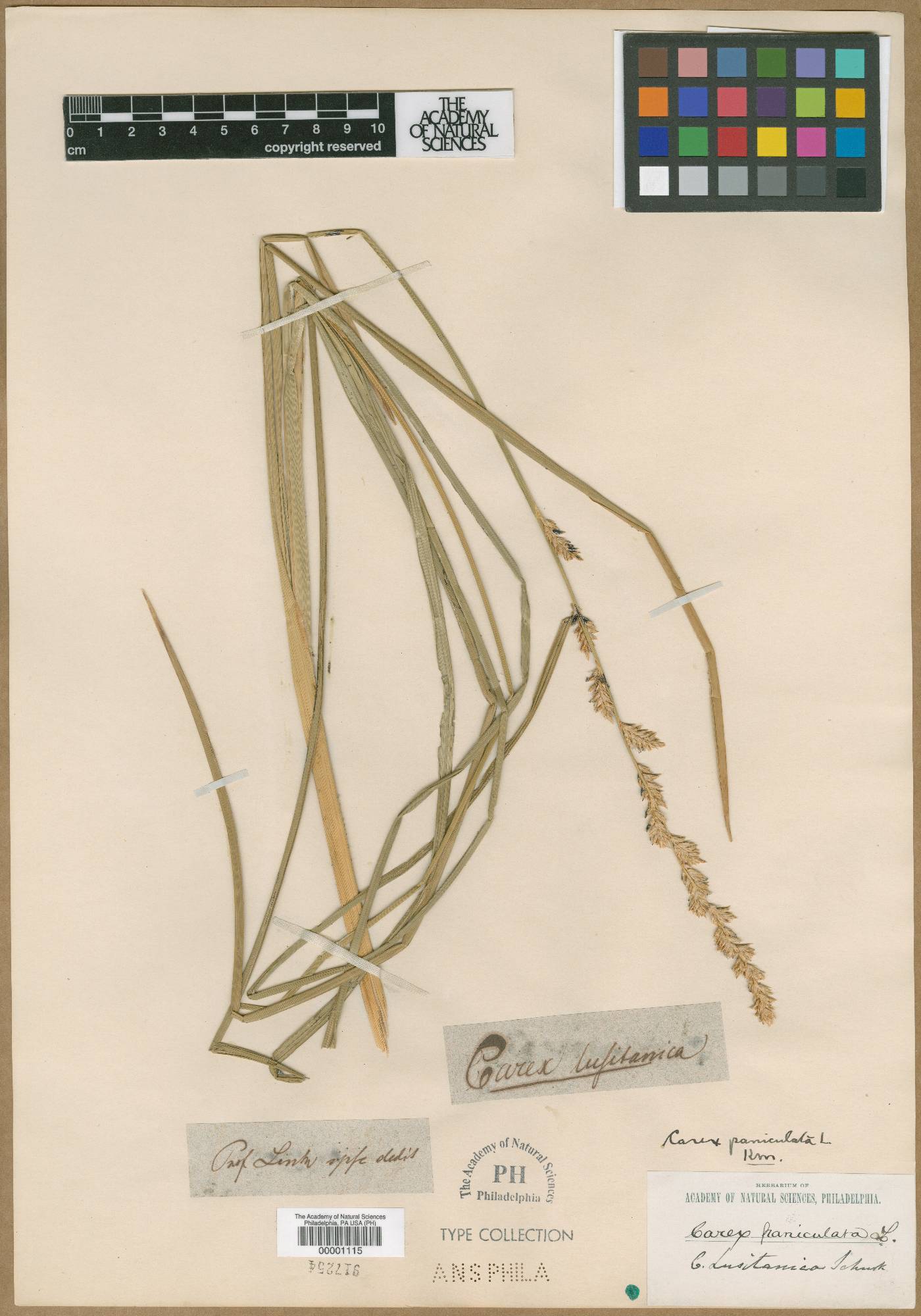 Carex paniculata subsp. lusitanica image