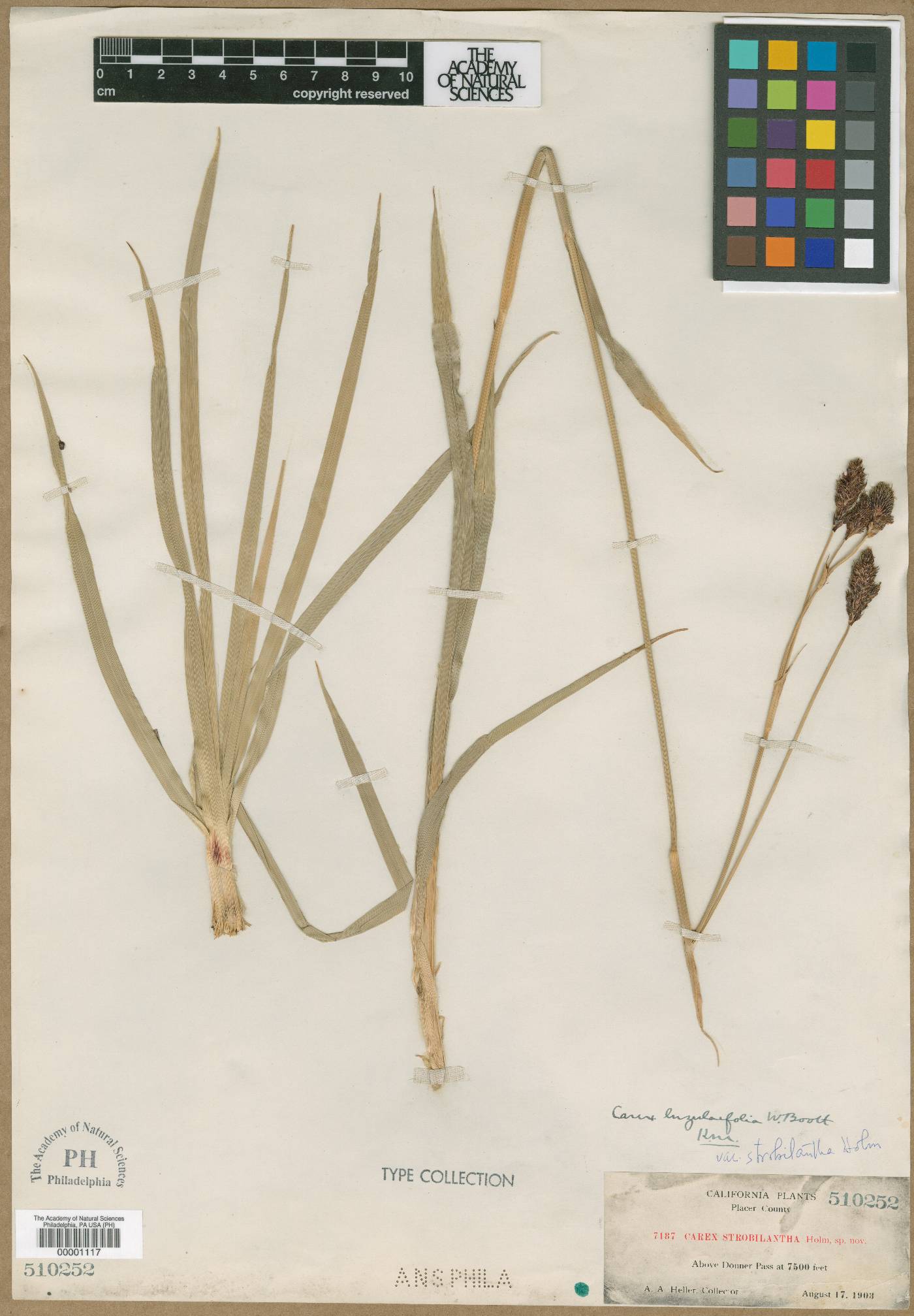 Carex luzulifolia image