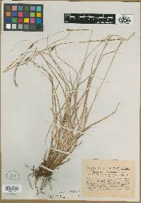Carex distans image