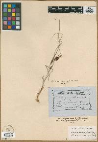 Carex maculata image