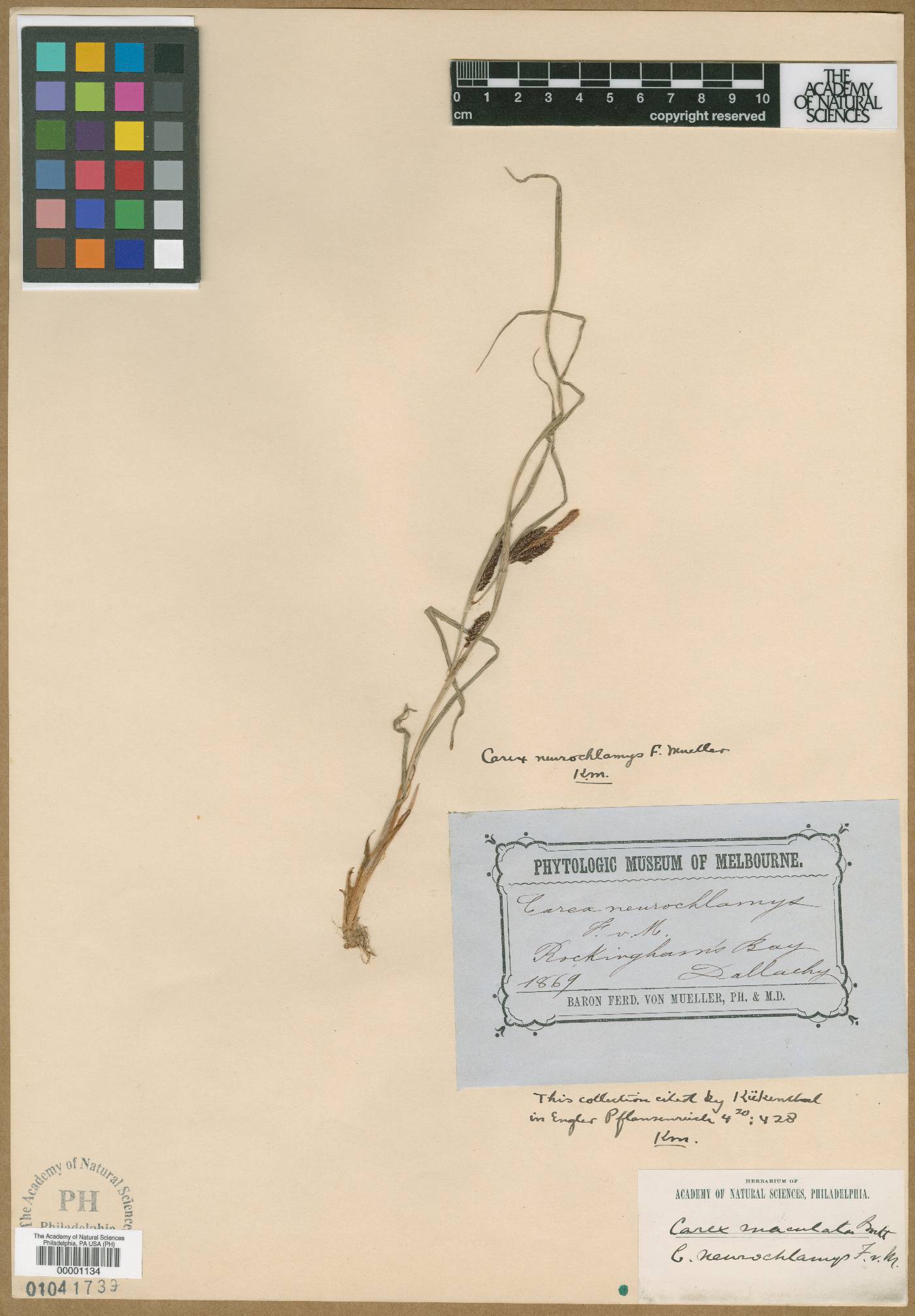 Carex maculata var. maculata image