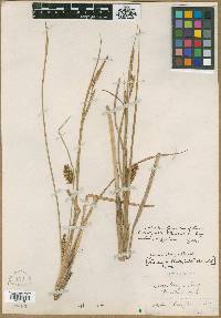 Carex olneyi image