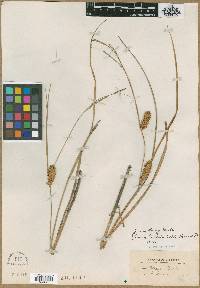 Carex olneyi image