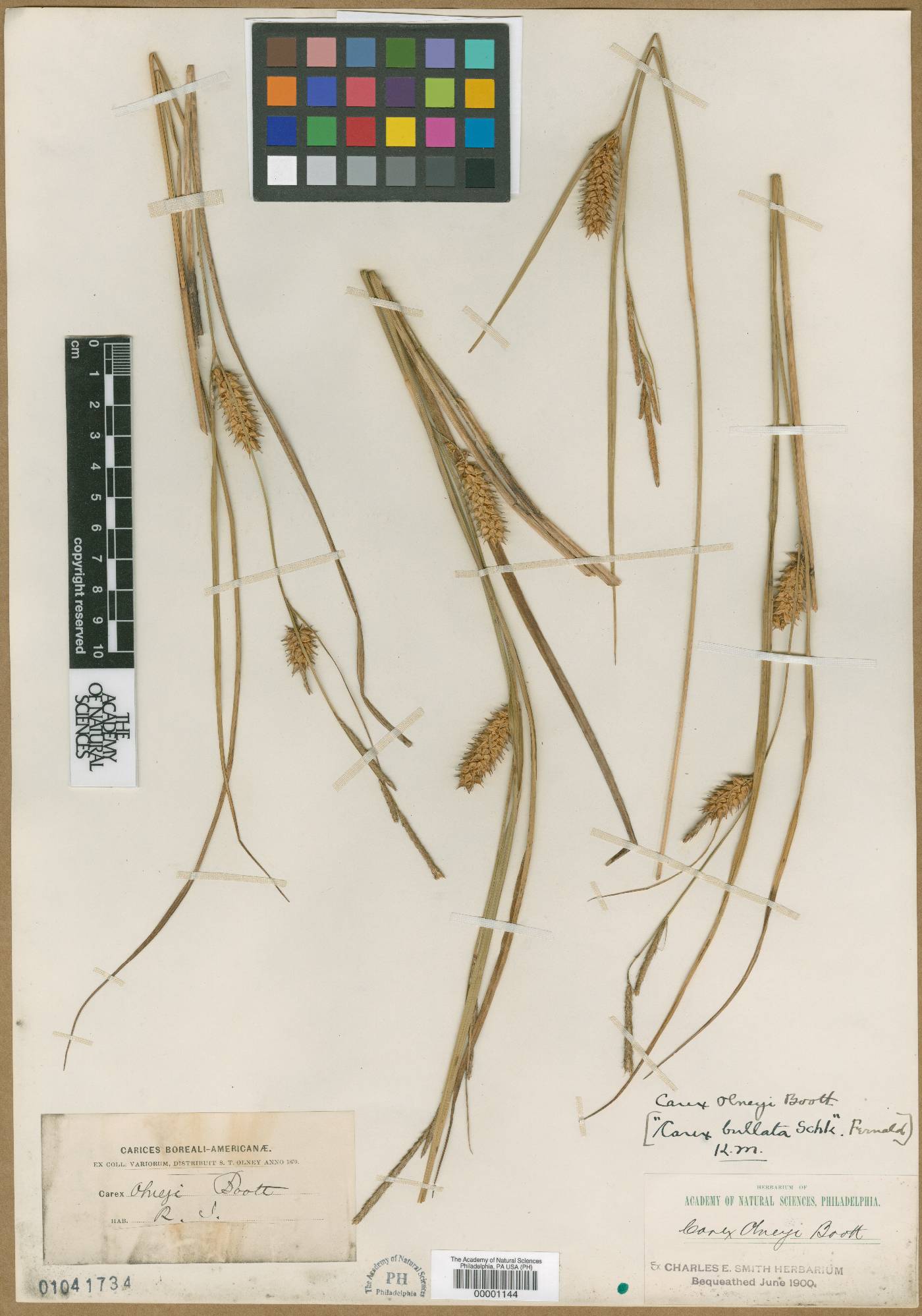 Carex olneyi image