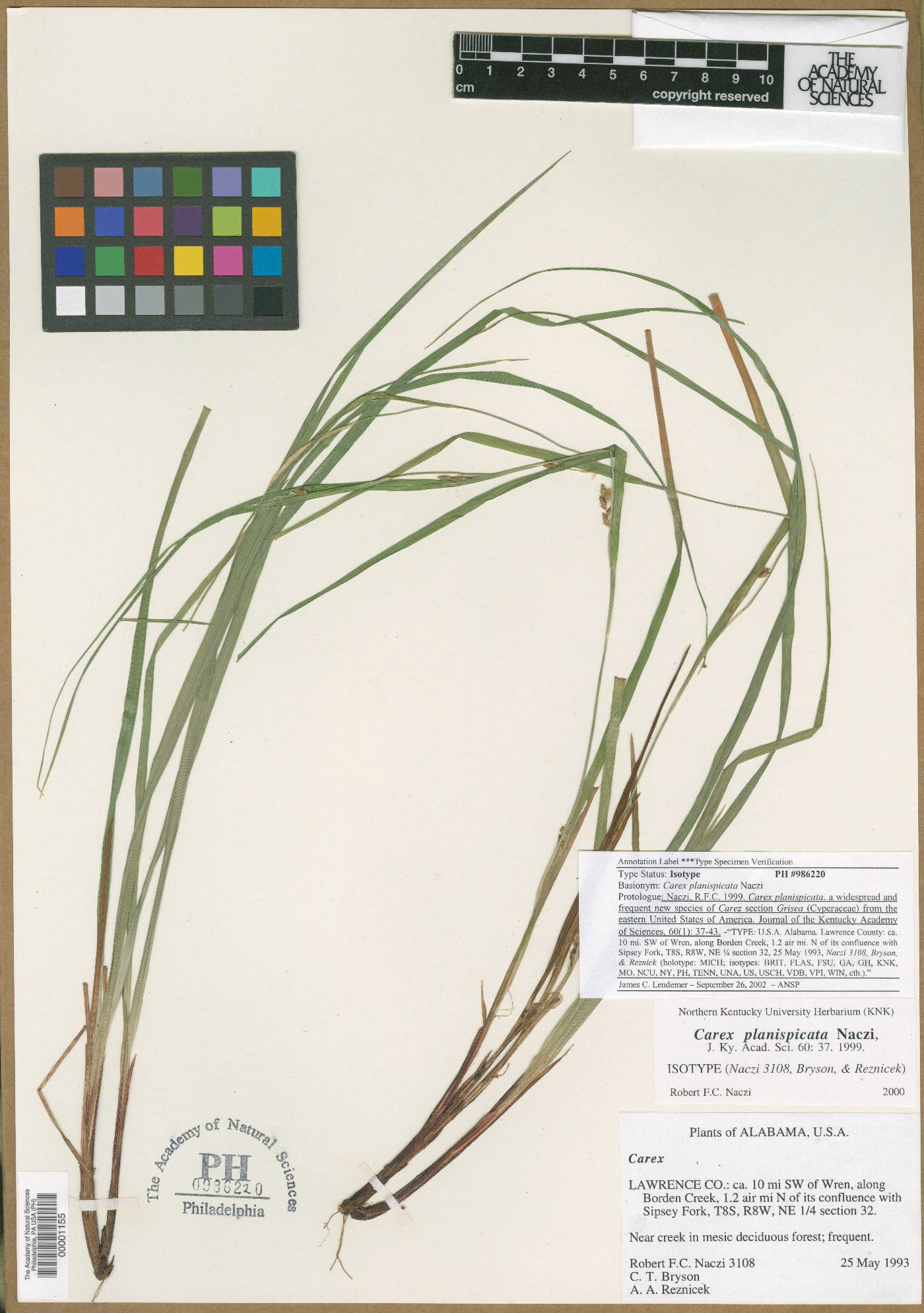 Carex planispicata image