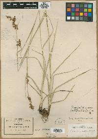 Carex humboldtiana image