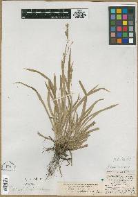 Carex laxiculmis image