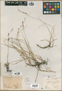 Carex richardsonii image