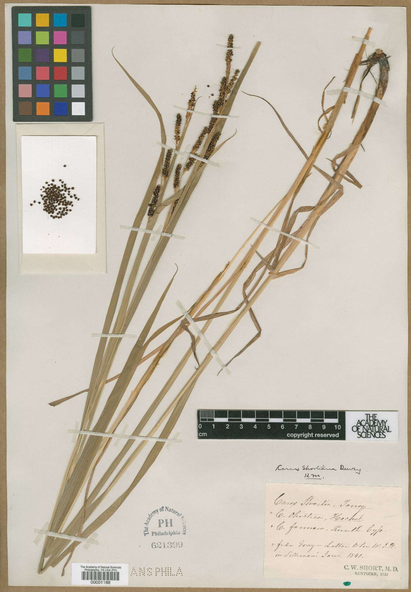 Carex shortii image