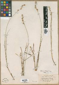 Carex silicea image