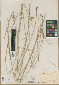 Carex bicknellii image