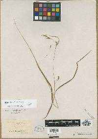 Carex styloflexa image