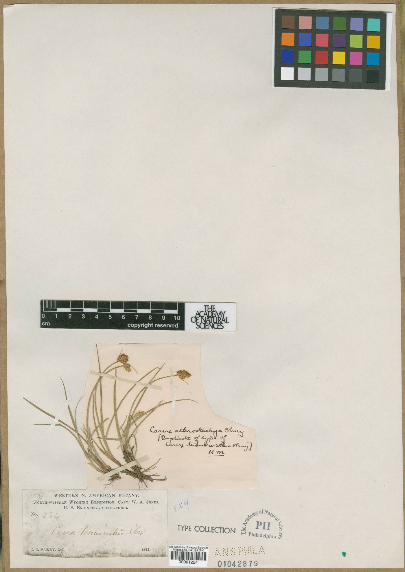Carex tenuirostris image