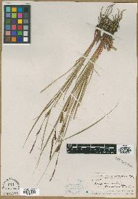 Carex vesicaria var. laurentiana image
