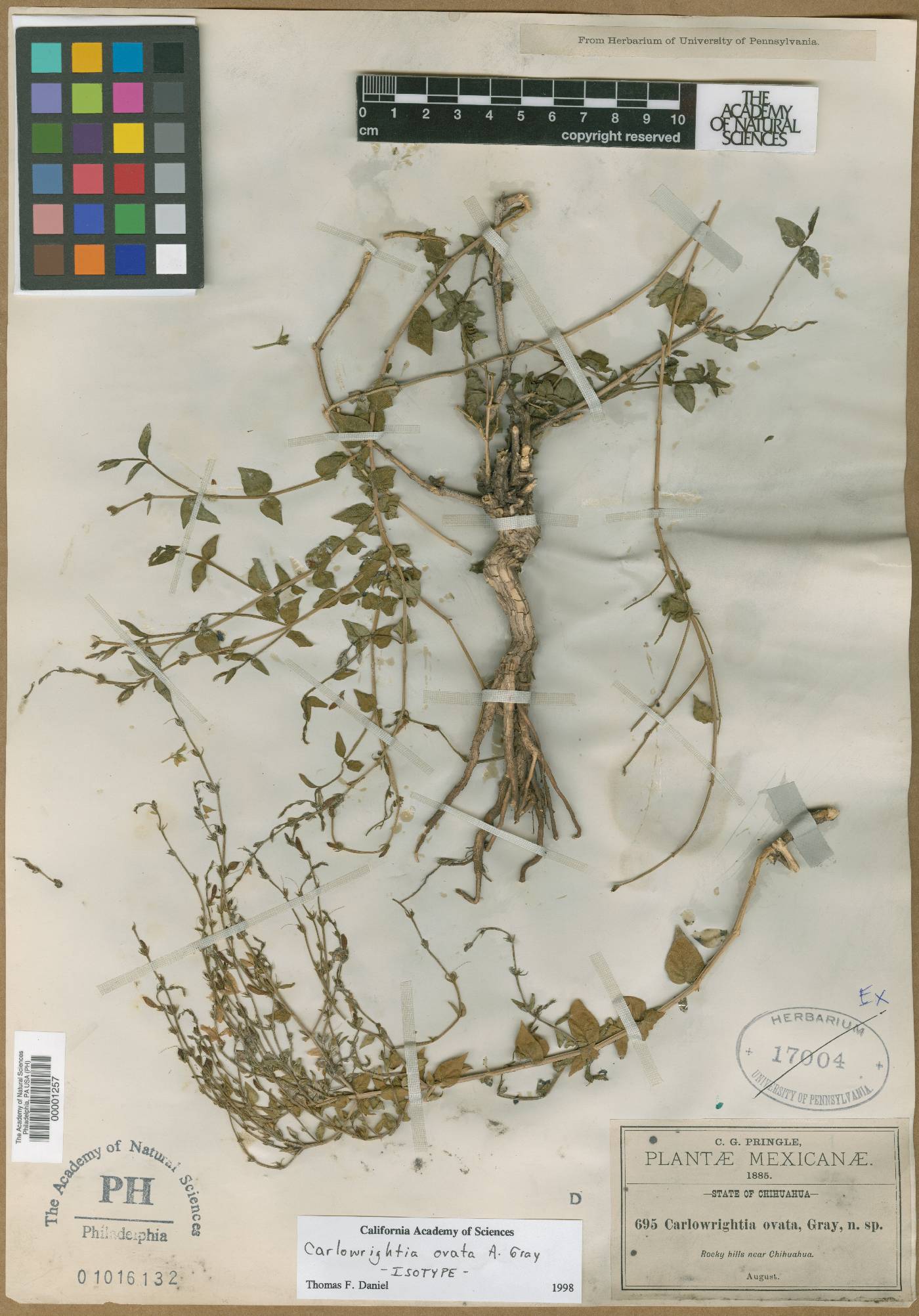 Carlowrightia ovata image