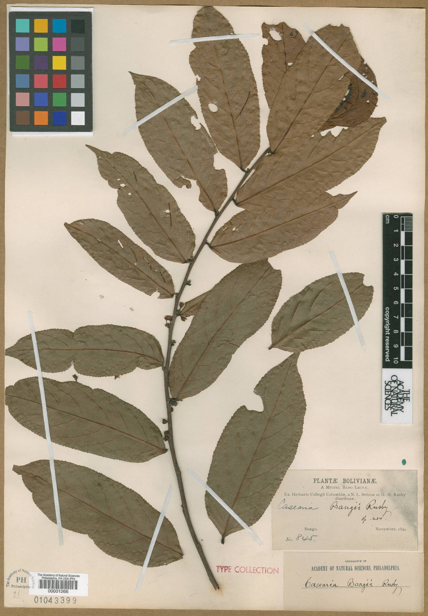 Casearia arborea subsp. arborea image