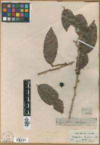 Image of Casearia coriacea