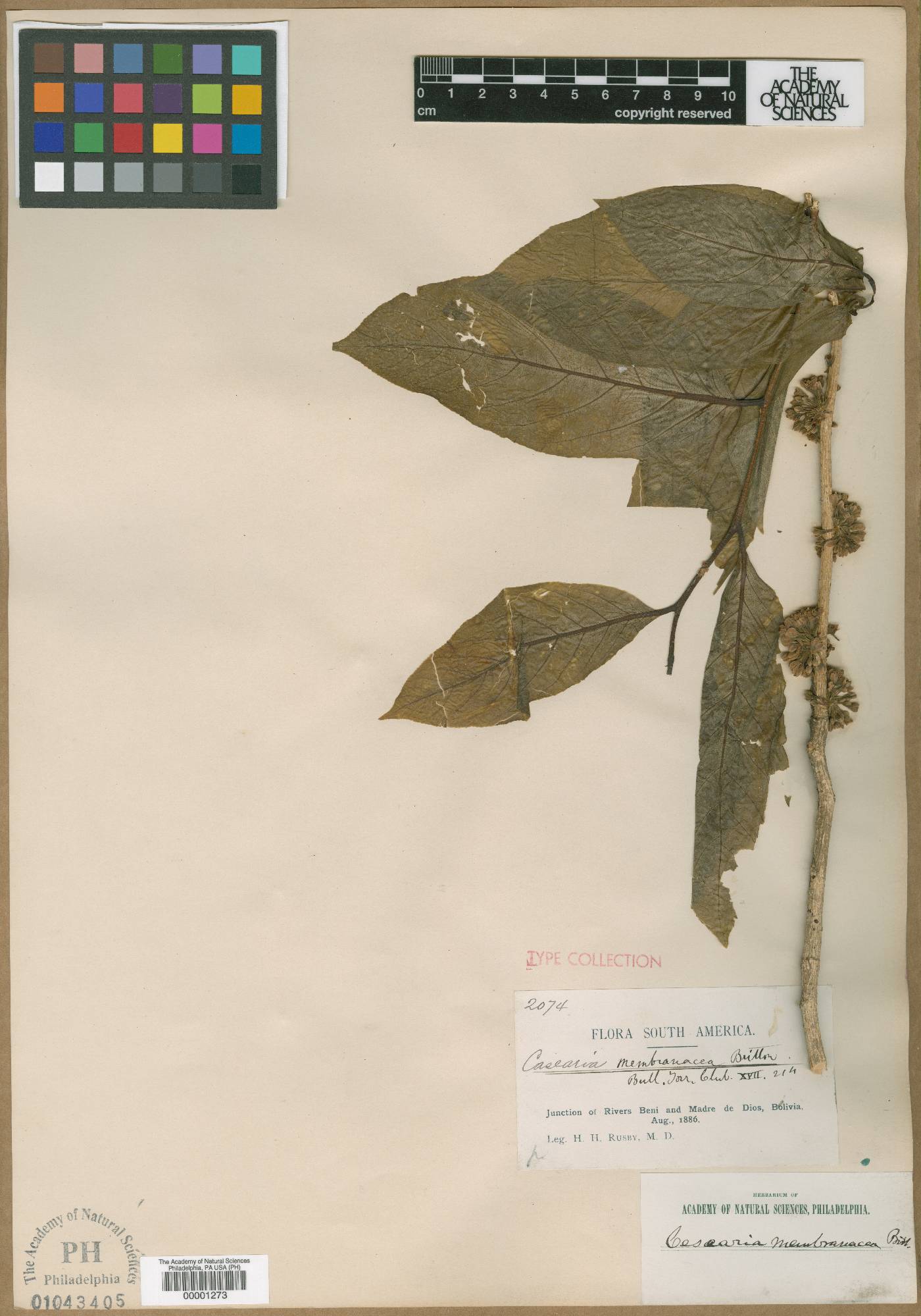 Casearia membranacea image