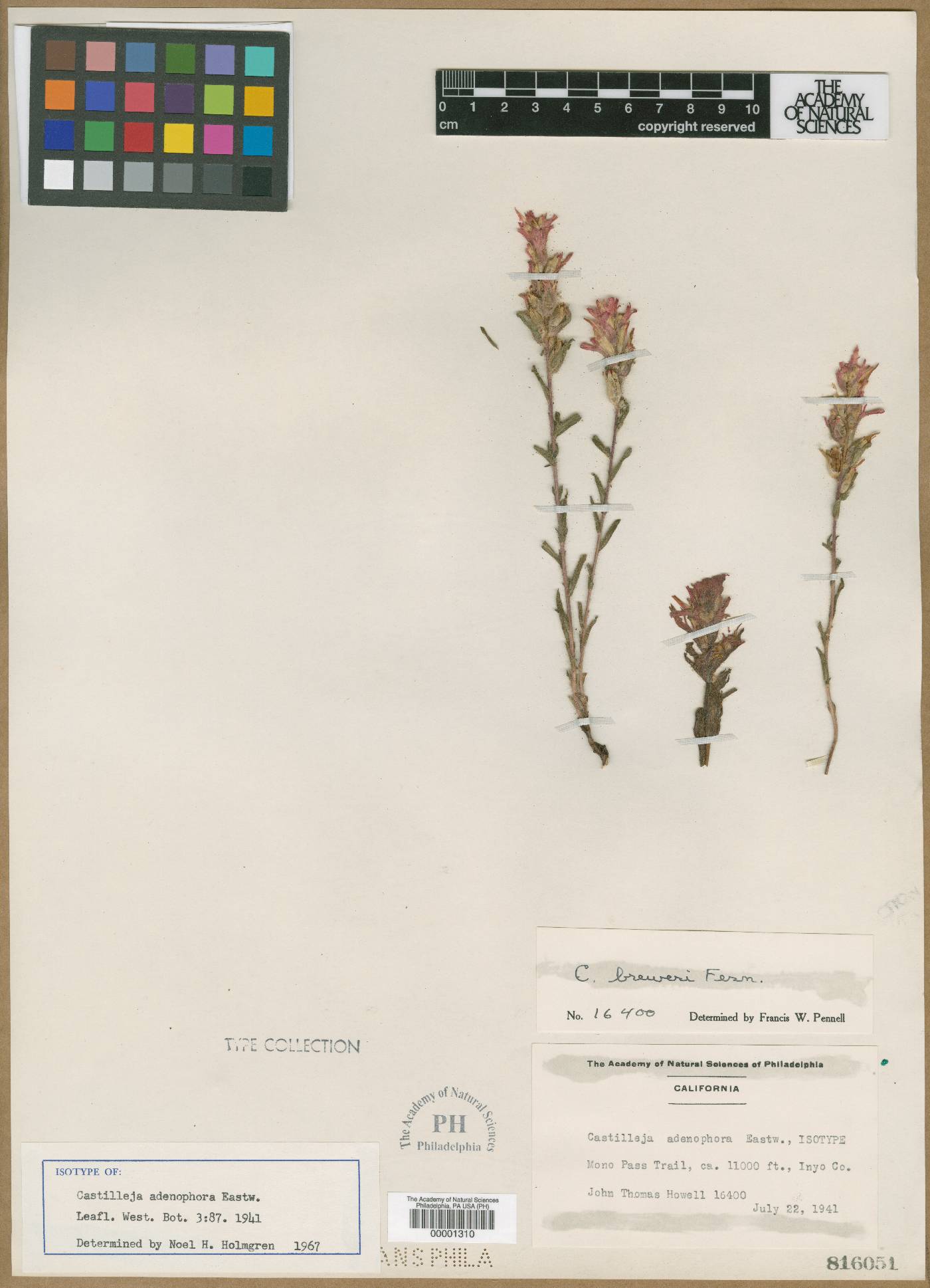 Castilleja adenophora image