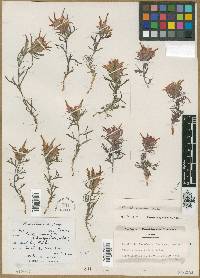 Castilleja scabrida image