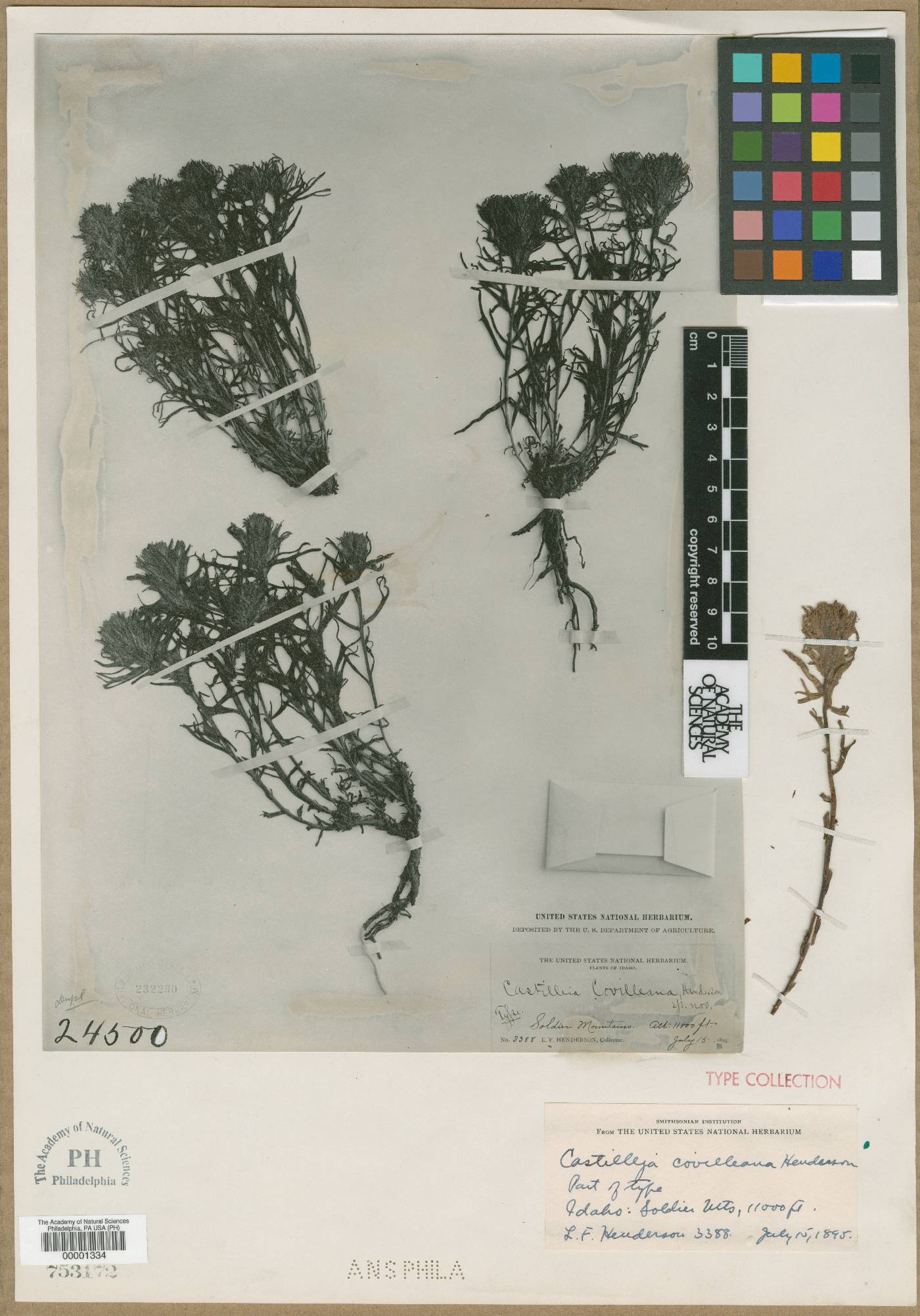 Castilleja covilleana image