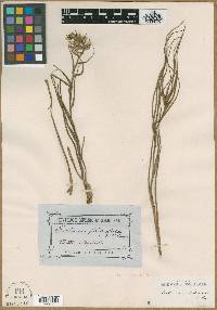 Image of Cartonema philydroides