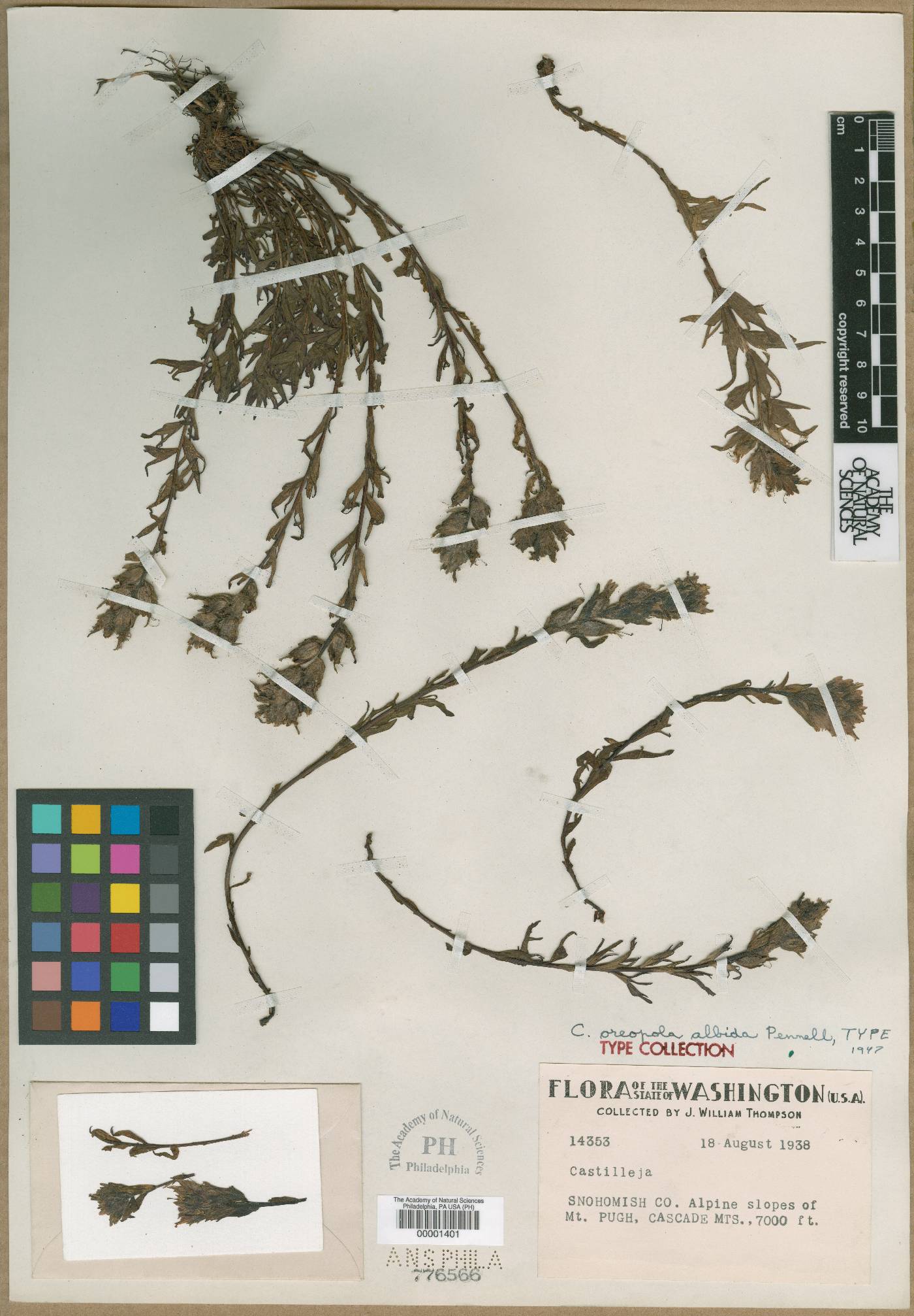 Castilleja oreopola subsp. albida image