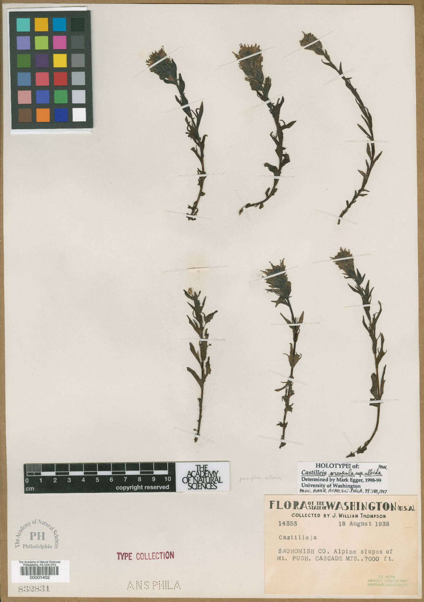 Castilleja oreopola subsp. albida image