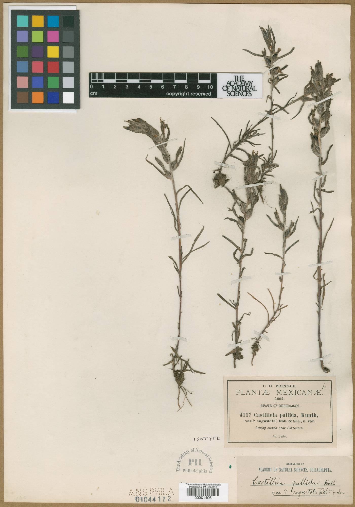 Castilleja angustata image