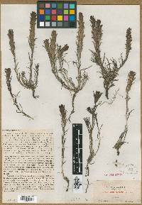 Castilleja pratensis image