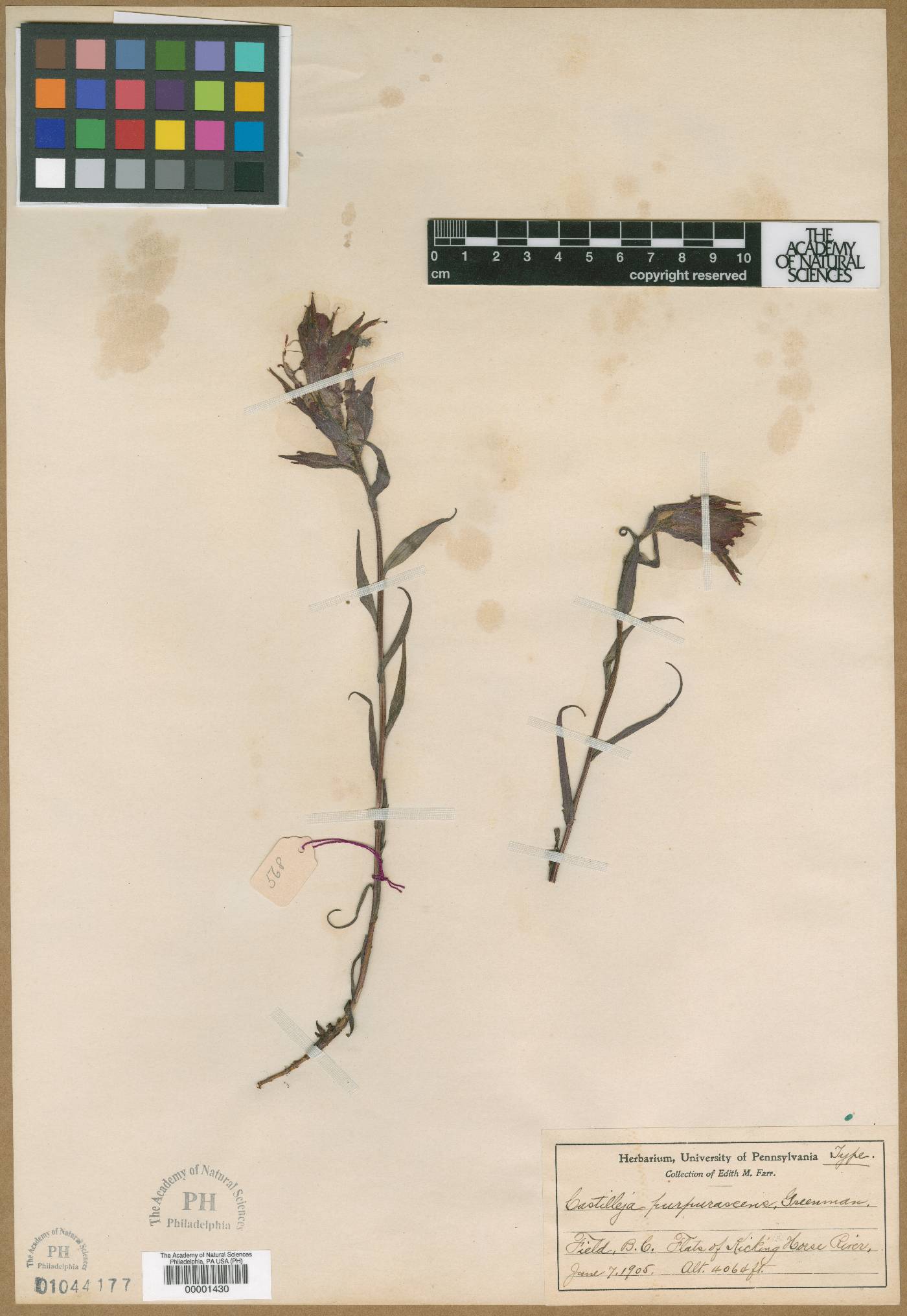 Castilleja purpurascens image