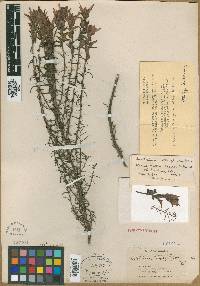 Castilleja stenophylla image