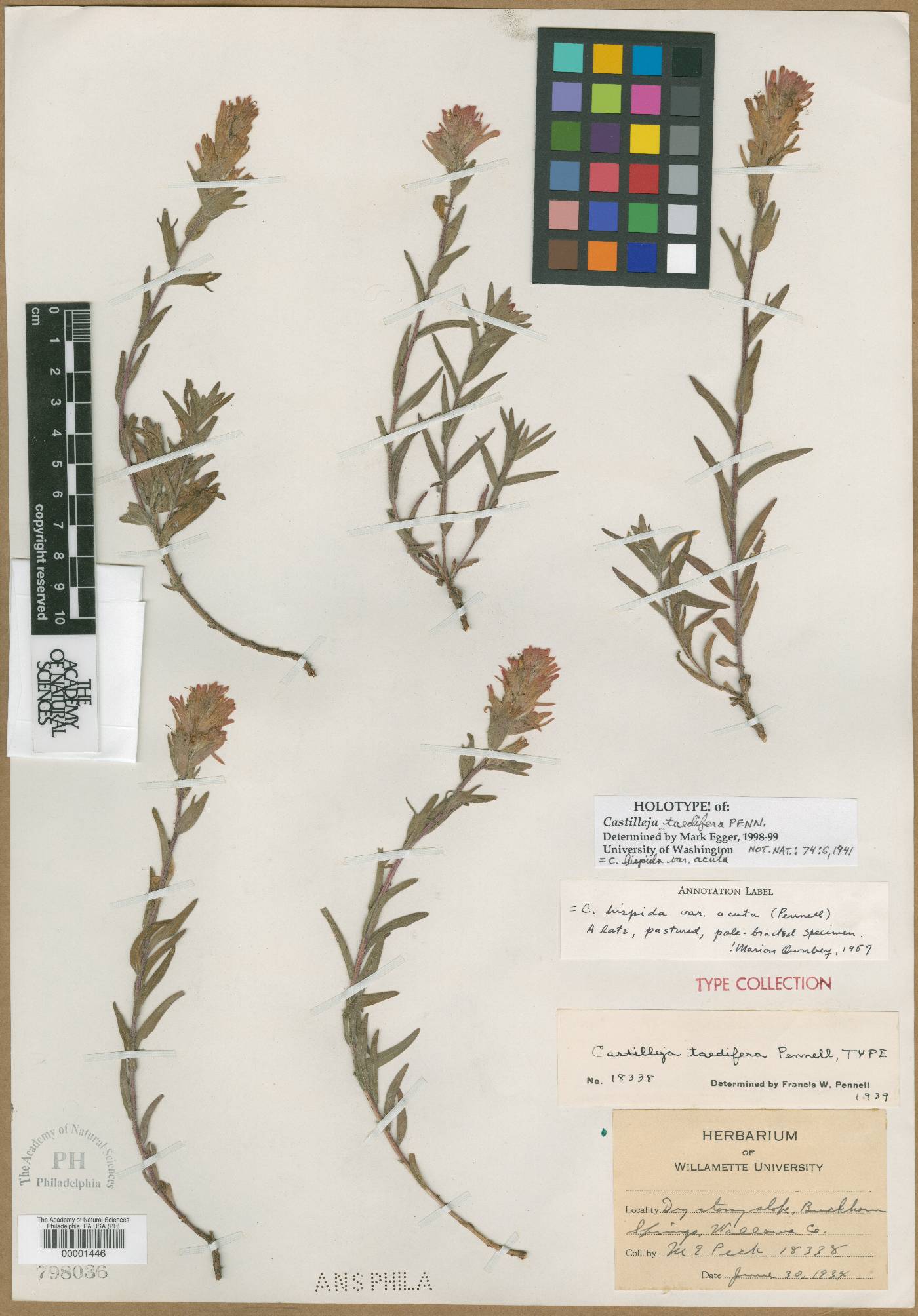 Castilleja taedifera image