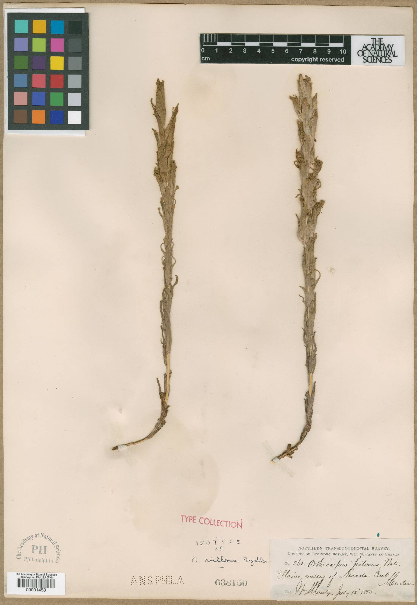 Orthocarpus pilosus image