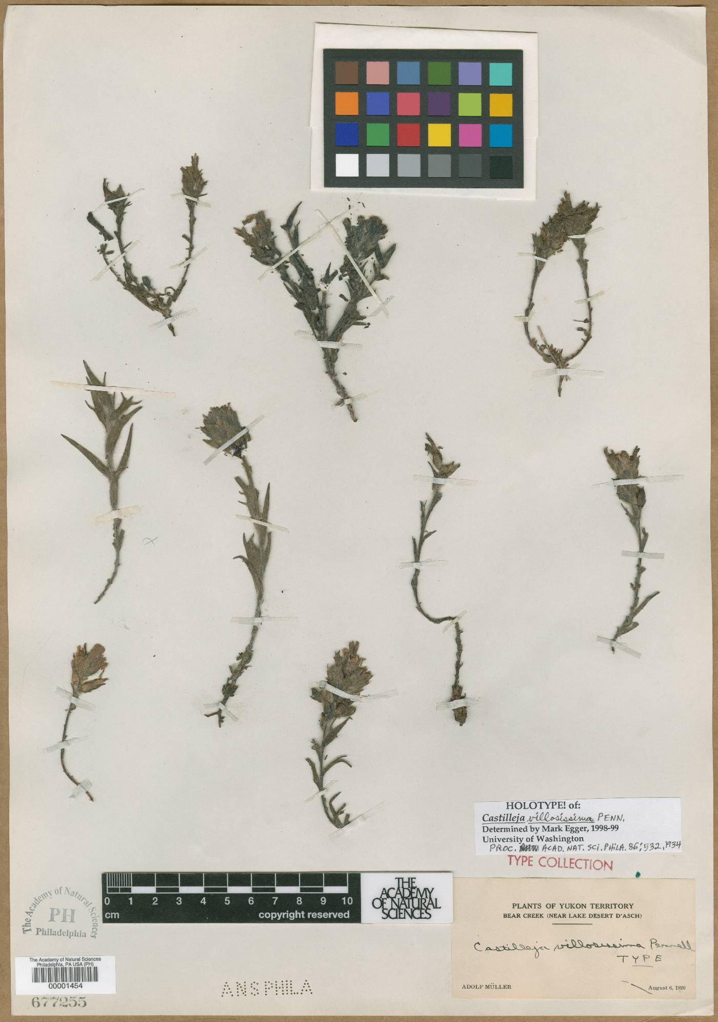 Castilleja villosissima image