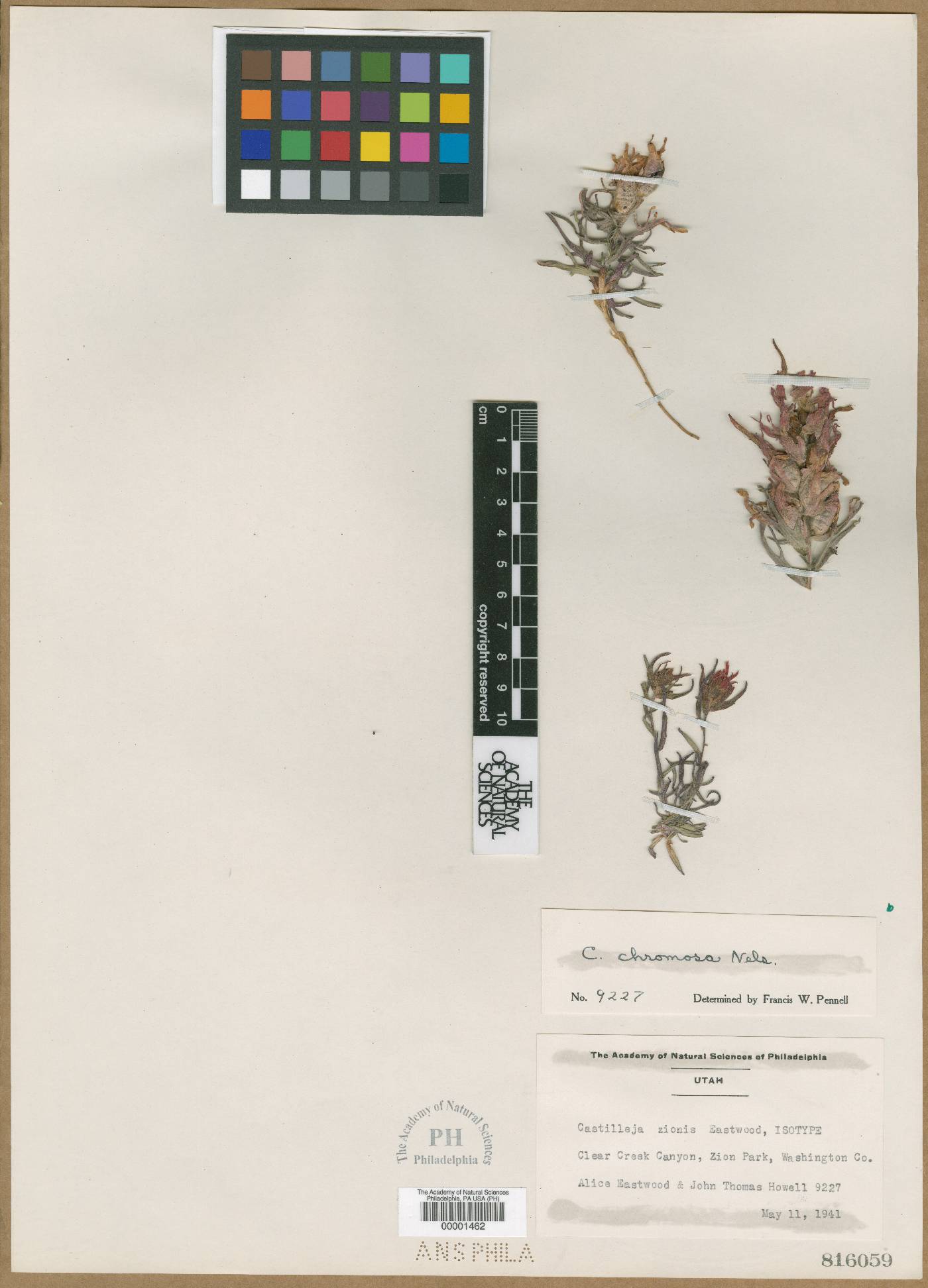 Castilleja zionis image