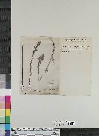 Castilleja unalaschcensis image