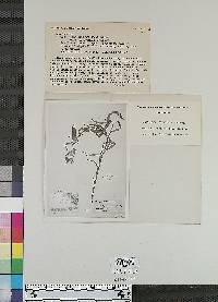 Castilleja trinervis image