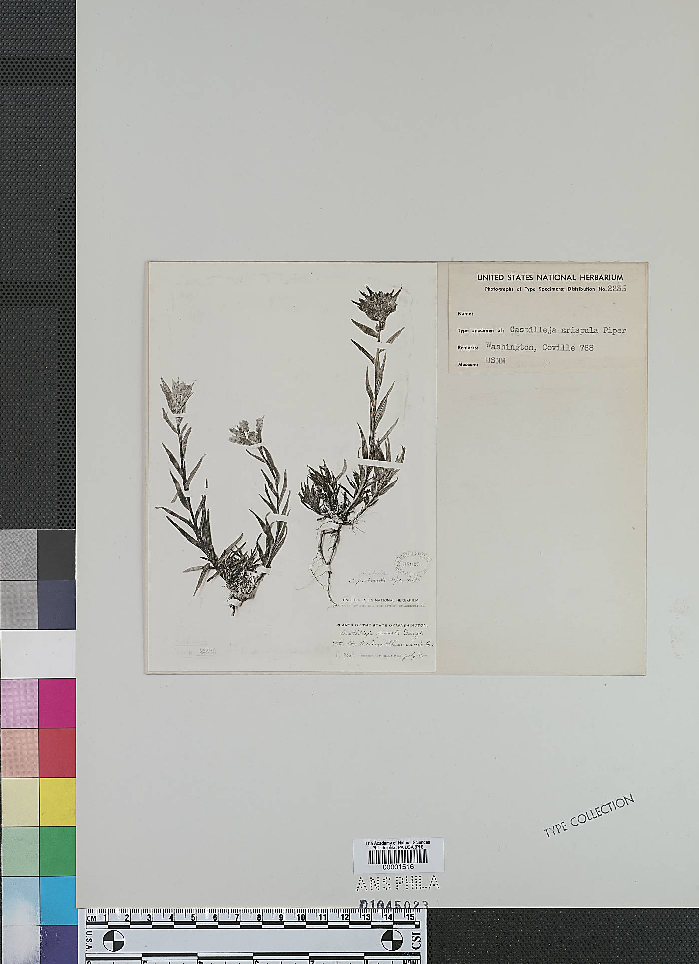Castilleja crispula image