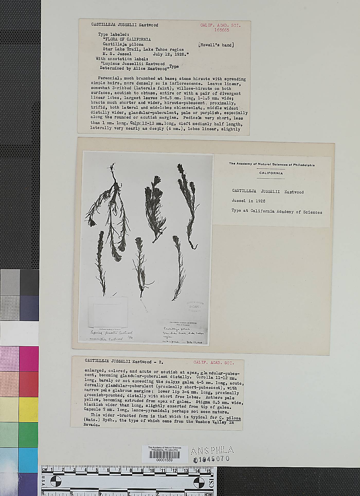 Castilleja jusselii image