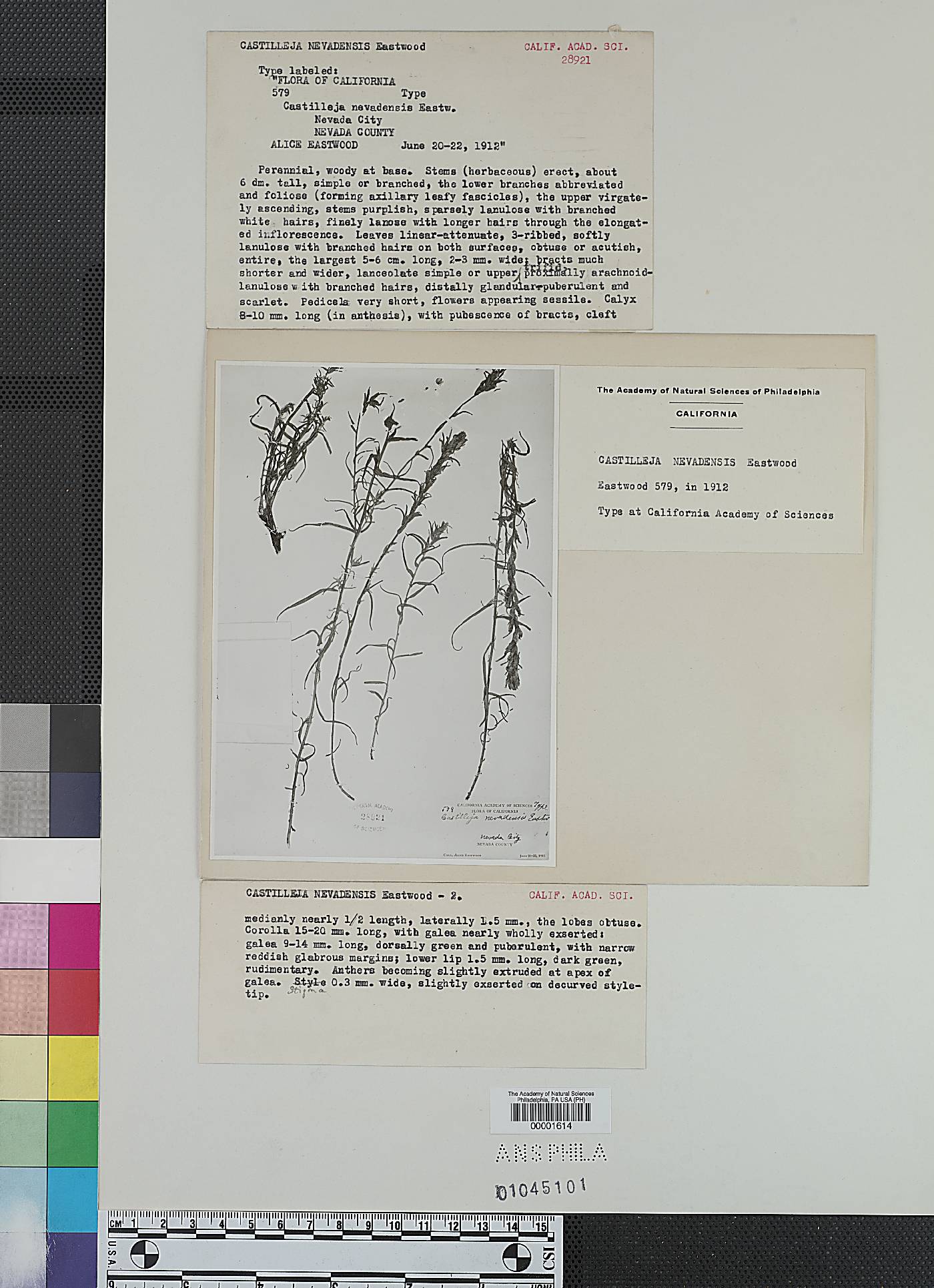 Castilleja nevadensis image
