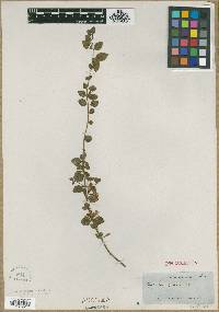 Media resource of Catesbaea grayi