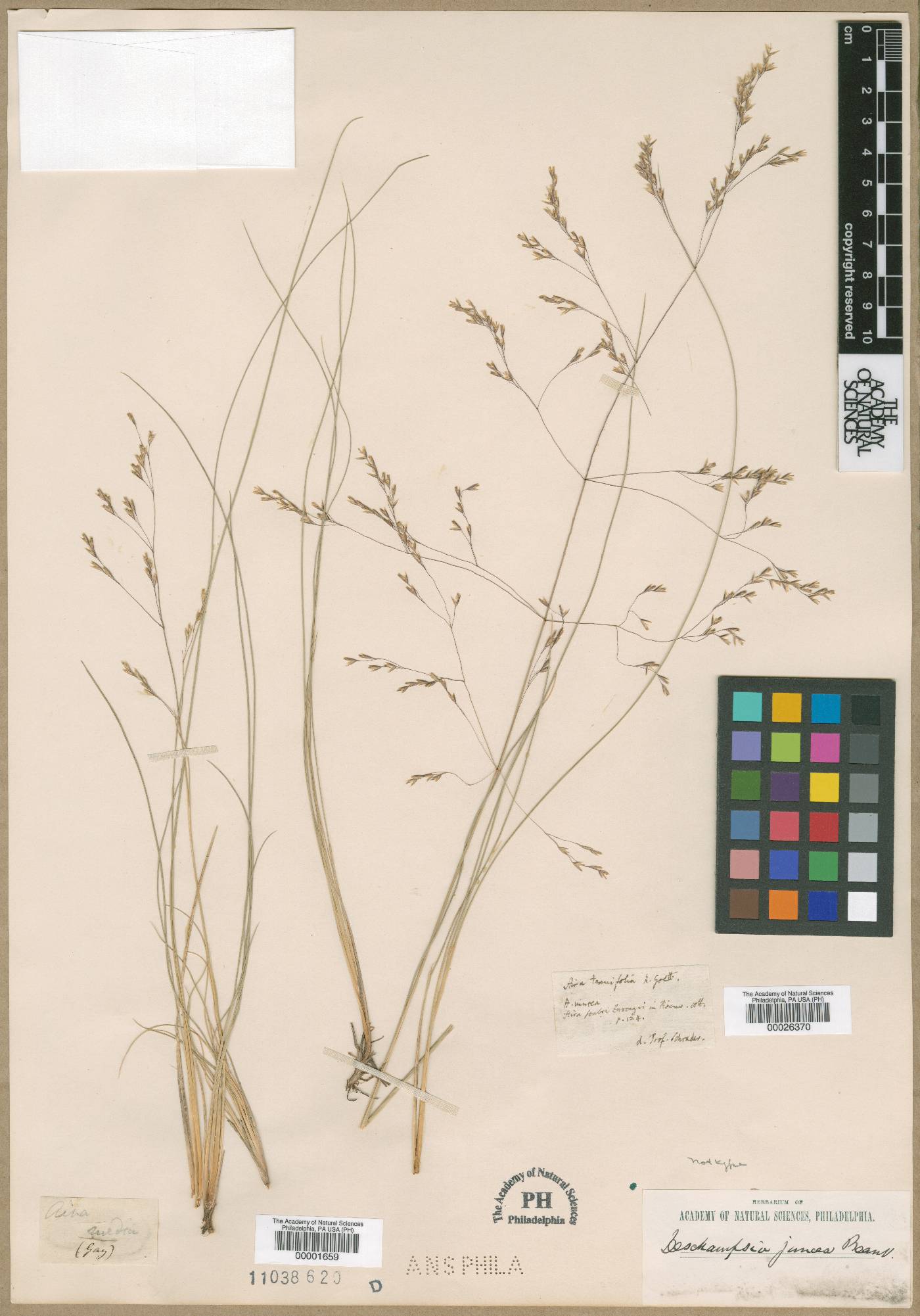 Deschampsia media image